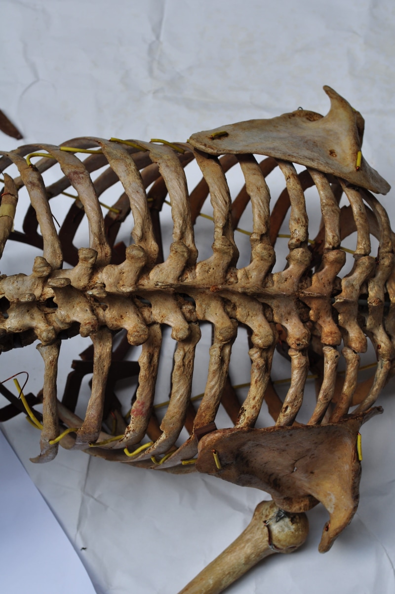 rusty, snack, close-up, wood - material, focus on foreground, ribcage, food and drink, pattern, body, anatomical, 4K, metal, day, Skeleton, freshness