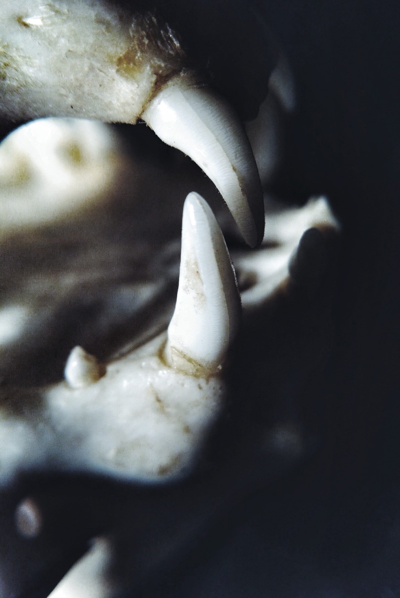 anatomical, one animal, shell, zoology, close-up, mouth, animal wildlife, scary, selective focus, Animal, jaw, 2K, creepy, vertebrate, death, Skull, animal body part