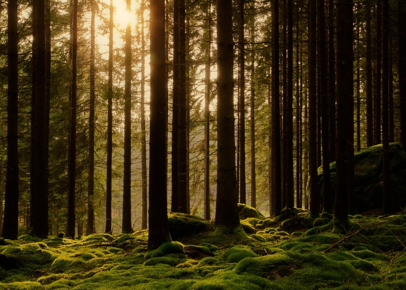 pine, Season, silhouette, moment, mystery, sverige, woodland, hour, pine trees, scenics, golden hour, lighted, outdoors, tree, Nature, landscape, sunlight