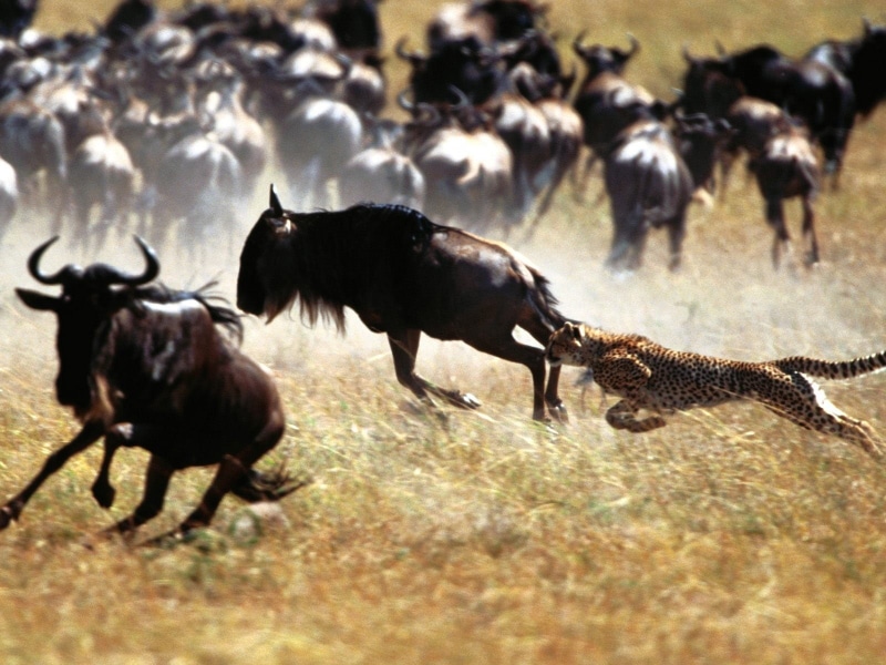 american, nature, wildebeest, running, no people, animals in the wild, motion, cheetah, herbivorous, animal wildlife, normal, day