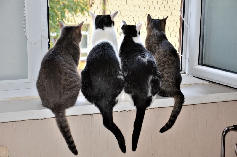 4K, group of animals, animal themes, a normal cat, Cat, mammal, cats, domestic cat, outside, no people, togetherness, two animals, transportation, Animals