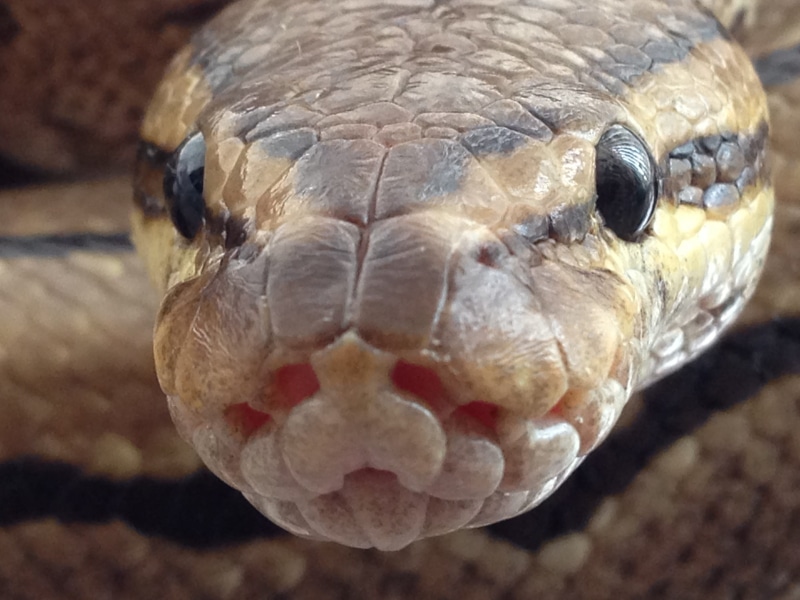 serpent, slither, normal, tortoise, wildlife, wild, animal, snake, animal body part, day, 2K, environment, wilderness, vertebrate, scales, outdoors, animal eye