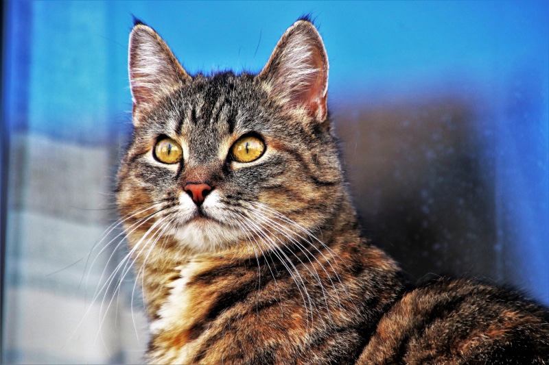 window sill, no people, cat looking, homemade, domestic animals, golden eyes, feline, pet, eyes, wild animals, gray, animals, vertebrate, the background