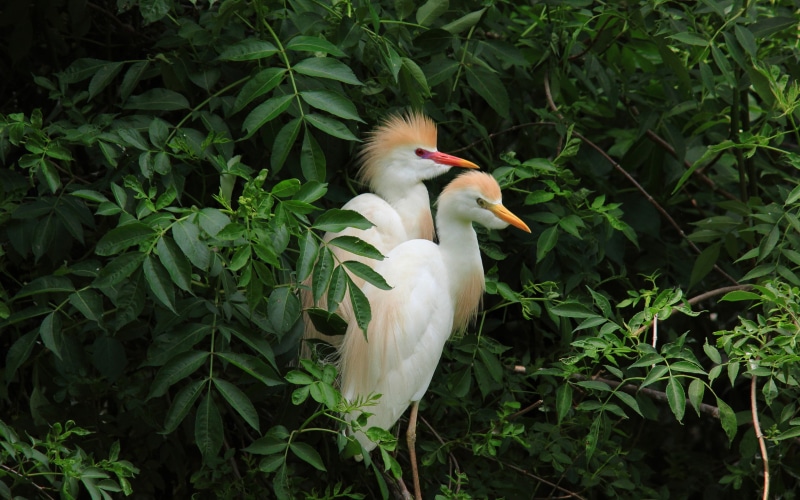 bird, desktop, cattle, feathers, scientific, name, ultra, pair, egrets, k, 4K, ibispretty, laptop, beautiful, bubulcus, hd