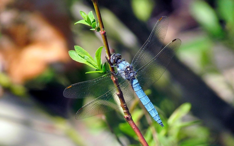 invertebrate, 4K, animal wing, laptops, leaf, animals in the wild, dragonfly, animal, nature, odonate, rank, mobile, zoology, higher, close-up, classification