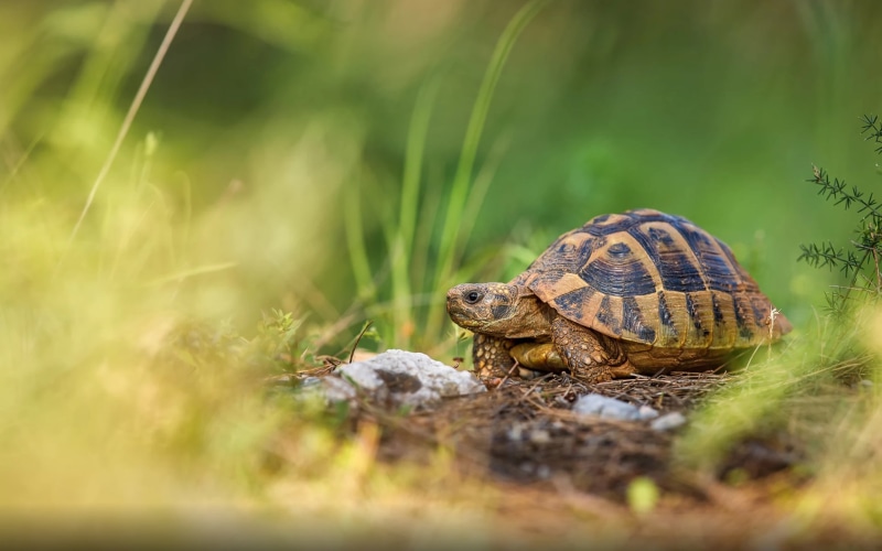 shell, one, animal themes, nature, one animal, tablet, hermanni, grass, name, no people, selective focus, animal wildlife, field, vertebrate, hd, 4K, reptile