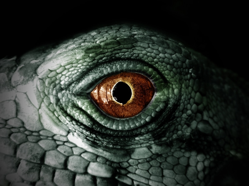 scales, animals in the wild, animal, animal eye, animal head, bird, green, vertebrate, studio shot, see, reptile, dinosaur, iguana, animal body part, pupil