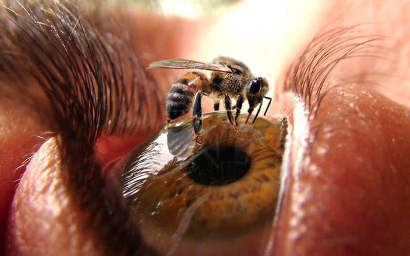 art, eye, don, hd, Bee, pupil, lashes, t, blink, animals, 720P