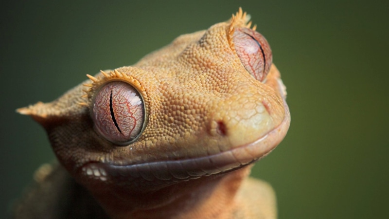 iris, smile, 1080P, eyes, gecko, eyelids, hd, scales