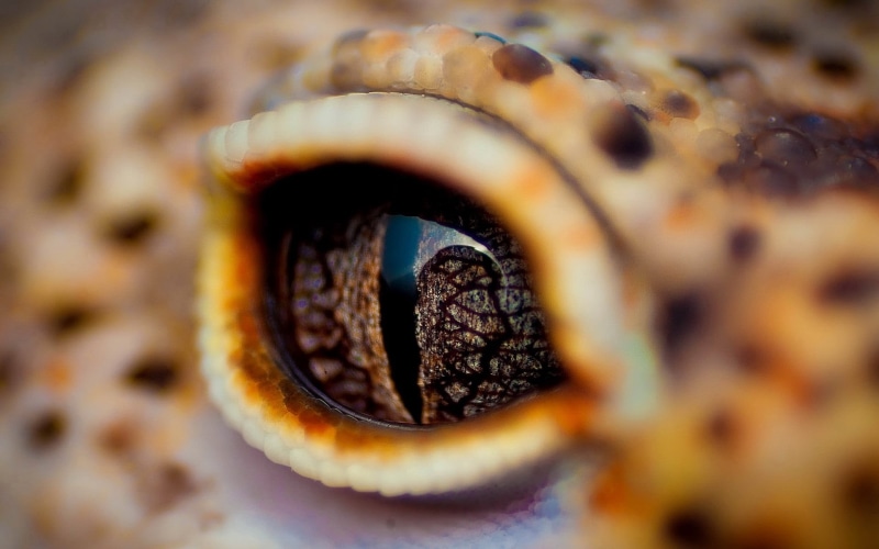 animal Shell, wildlife, no people, eyelid, full frame, fruit, close-up, food, extreme close-up, selective focus, brown, rusty, sea, plant, crocodile, pattern
