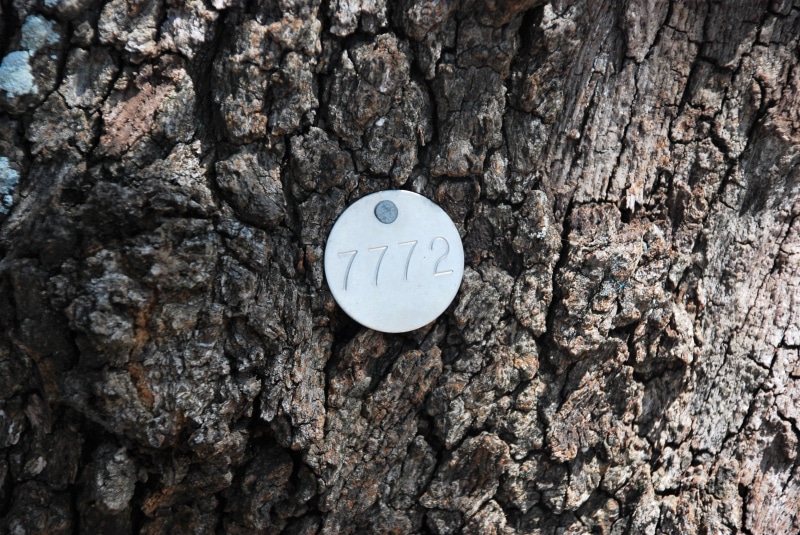 circle, tree tags, identification tags, metal, tree trunk, focus on foreground, pattern, wall - building feature, trunk, day, plant, backgrounds, code