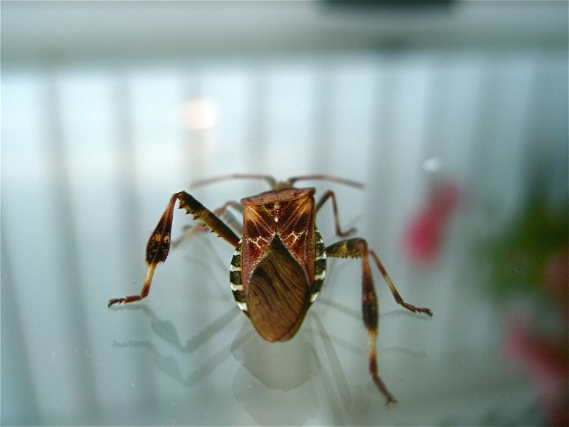 animal wing, top view, spider, back, Insect, animal body part, nature, insect identification, day, glass, wildlife, black, arthropod, arachnid, western