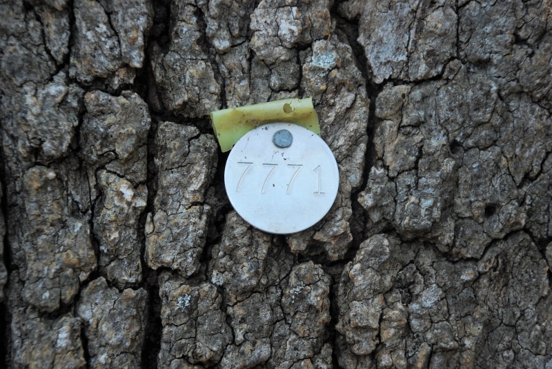 4K, geometric shape, solid, wall - building feature, 7771, stone wall, id, text, shape, focus on foreground, tree tags, textured, rough, circle, rock
