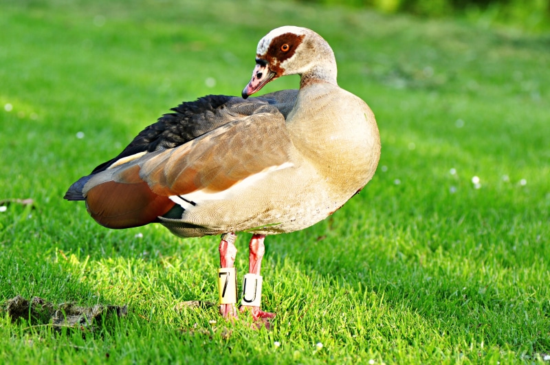 day, animal wildlife, identification, grass, bird, waterfowl, rings, field, poultry, one animal, fauna, goose, outdoors, animal, animals in the wild, standing