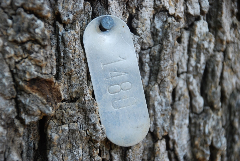 1480, no people, tag, nature, focus on foreground, tree tags, number, circle, western script, 4K, tree, identification, text, wood - material, craft, trunk