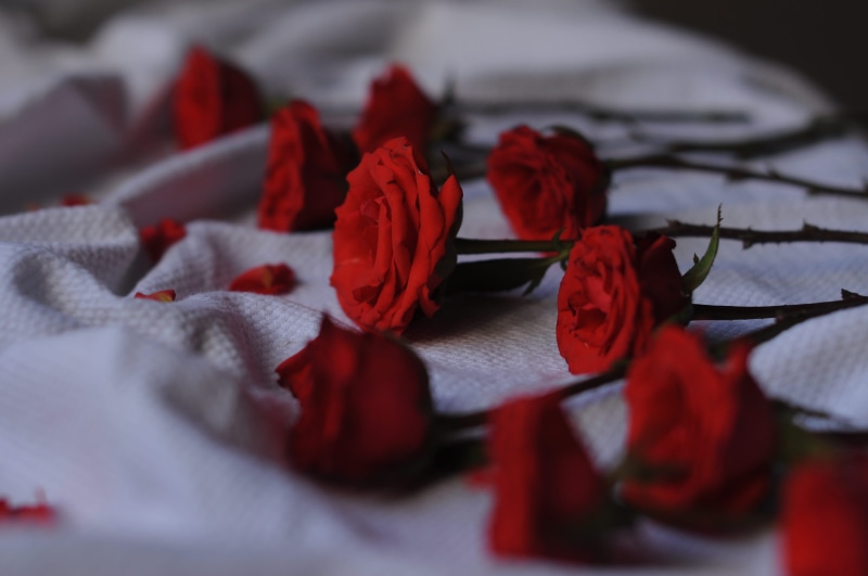 nature, freshness, mumbai, petal, flowers, weekend, still life, close-up, linen, flowering plant, softness, lifestyle, furniture, bed, roses, selective focus