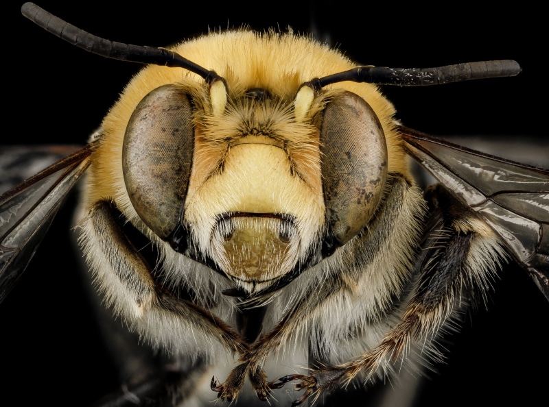 pwrc, ommatidium, stacker, animal eye, Bees, Insect, macrophotography, Macro, zerenestacker, stackshot, no people, anthophoraaffabilis, apidae, sensoryorgans