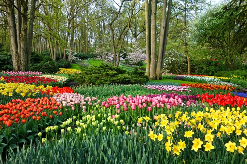 formal garden, flower, beauty in nature, multi colored, growth, flowering plant, 5K, garden architecture, plant, ornamental garden, vibrant color, park - man made space