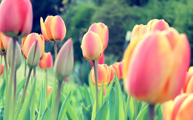 growth, flowering plant, petal, selective focus, close-up, inflorescence, flower, springtime, fragility, vulnerability, flowers, tulip, no people, outdoors