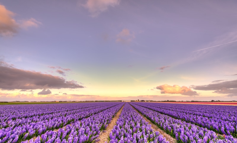 plant, blossom, Nederland, flower fields, sunset, nature, flower Head, blue, flower  flower, provence-Alpes-Cote dAzur, clouds, skies, Nederlands, lavender