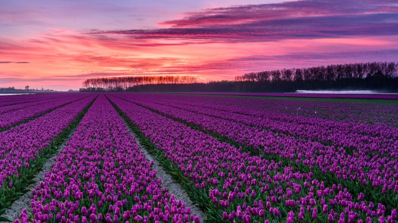 spring, netherlands, dutch, tulip, 1080P, tulip field, netherland, purple flowers, tulip farm, purple sky, pink sky, field, tulips, dutch tulips, dawn