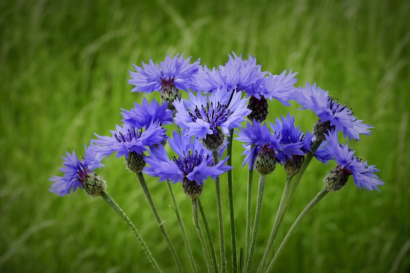flower head, cornflowers, meadow, no people, flowering plant, spring, animals in the wild, beauty in nature, purple, 4K, focus on foreground, animal, animal wildlife