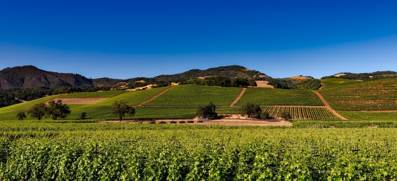 hill, blue, country, rural, land, no people, vineyard, hdr, italian Culture, europe, napa valley, winery, grape, outdoors, valley, field, scenic, plant
