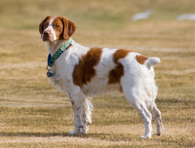 brittany spaniel, daytime, domestic Animals, intelligence, cute, puppy, purebred Dog, energetic, mammal, pets, land, animal, long legs, alertness, brown