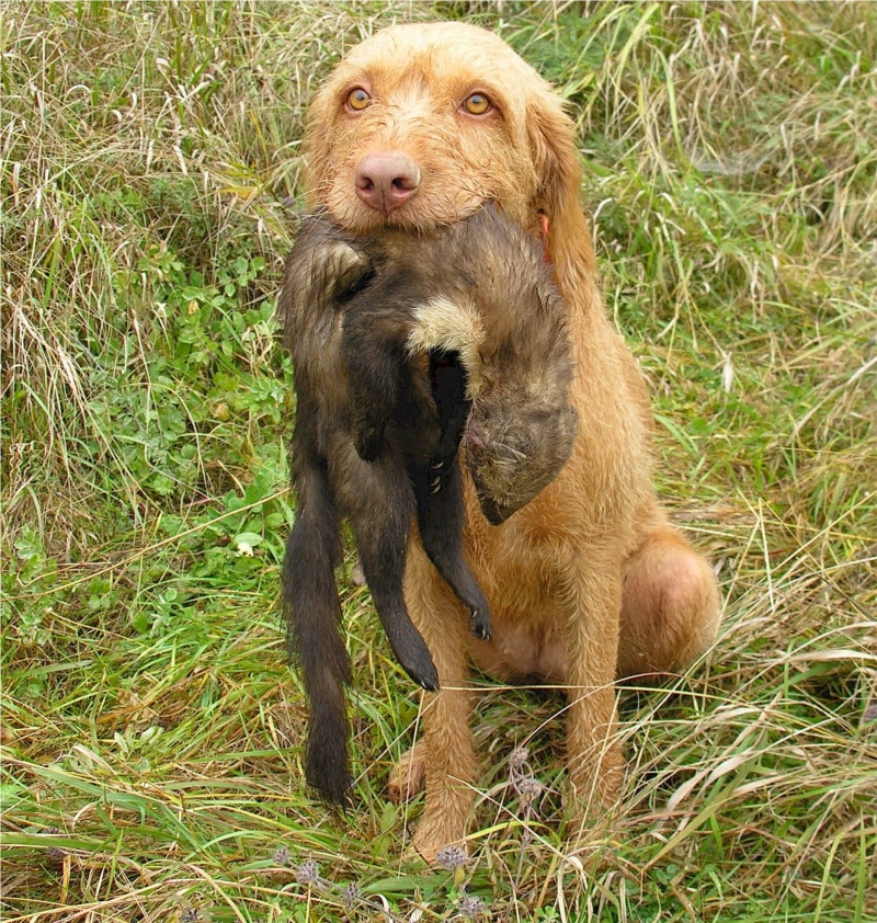 dog, loyal, one animal, cocker Spaniel, nature, canine, cute, retriever, land, active, animal, energetic, animal wildlife, no people, wirehaired vizsla