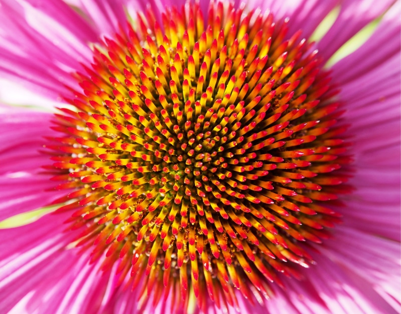 energy, inflorescence, flower, energetic, full frame, flower head, pollen, vulnerability, colour, fragility, red, explosion, growth, macro, extreme close-up