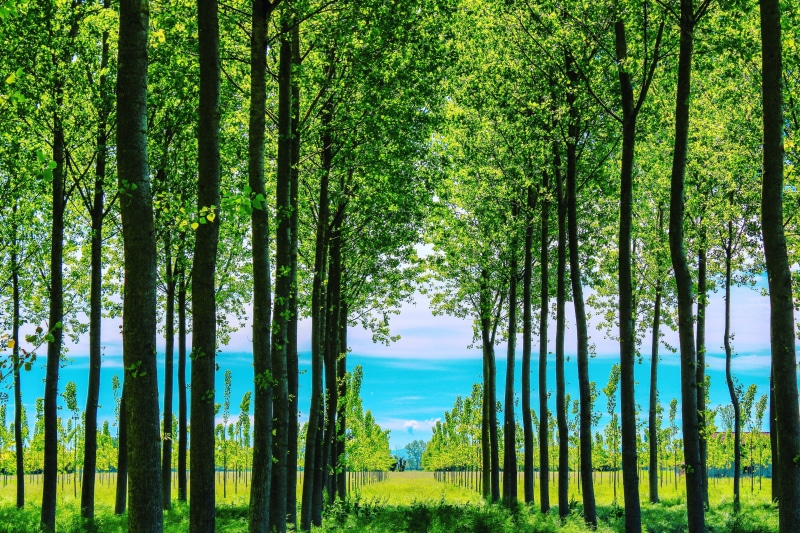 tranquil scene, tranquility, motivation, grass, trunk, green color, outdoors, non-urban scene, forest, tree trunk, color, idyllic, inspiration, plant, positive