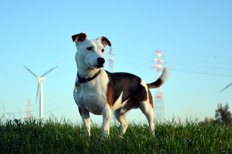 domestic dog, black, fur, domestic, knuffig, one animal, day, no people, loudly, animal themes, looking, sky, race, jack russel terrier, fearless, nature