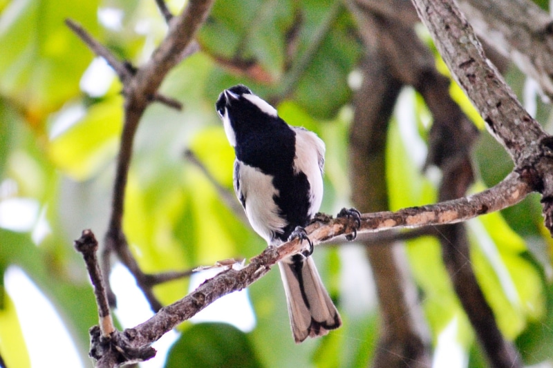 great tit, mawanella, wildlife, day, 1080P, energetic bird, branch, vertebrate, ceylon, fly, bird, birds, tree, outdoors, active bird, animal, one animal