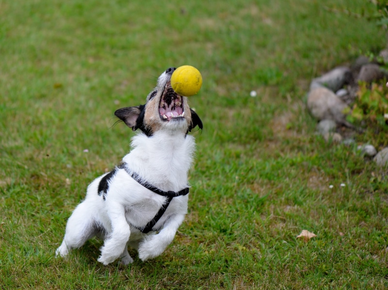 focus on foreground, vertebrate, grass, terrier, parson, animal, domestic, 4K, day, domestic animals, play, dog, no people, action, pets, mouth open, sport