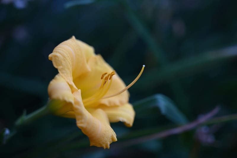 yellow, pollen, purity, plant, selective focus, 5K, lily, vulnerability, araceae, flower, selective, flowering plant, growth, crocus, nature, freshness