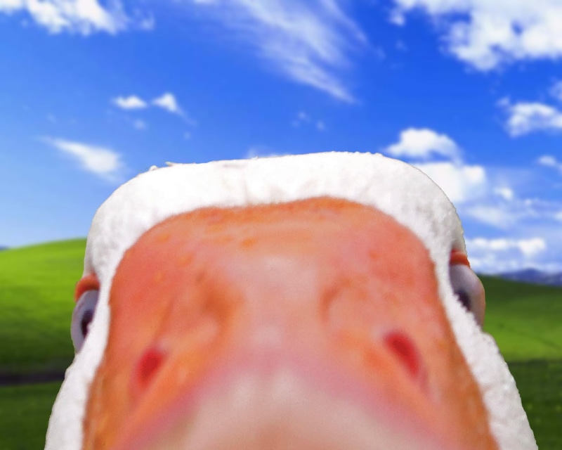 bliss, animals, ducks, windows, 720P, microsoft, hd, x, xp, art