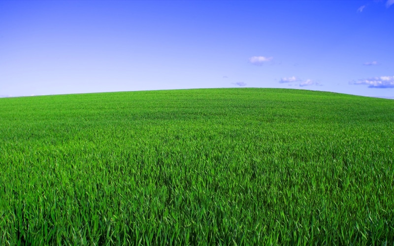2K, sky, new, green, bliss, field, grass