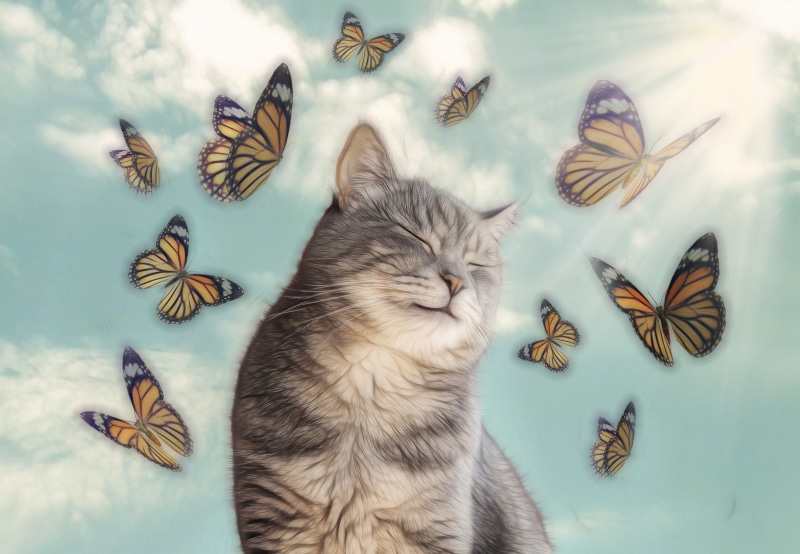 cat, bliss, butterfly, 2K