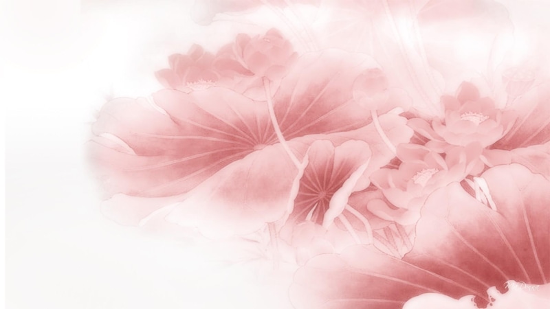 oriental, lotus, meditate, abstract, 1080P, fleur, fade, blooms, blossom, pink, flower, bliss, visionary