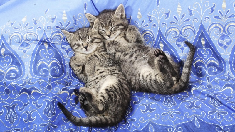kittens, dreams, sleep, grey, animals, kitten, 1080P, cute, bliss