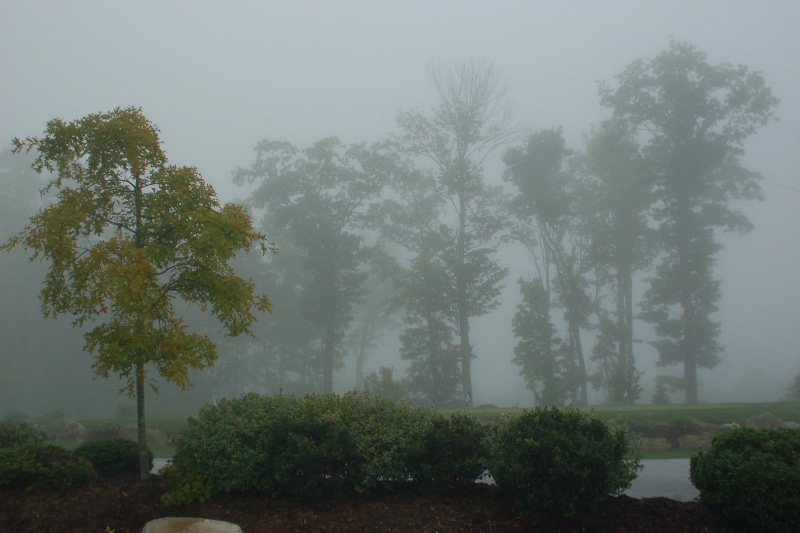 fog, nature, day, cashiers, sky, no people, green color, forest, misty forest, tranquility, beauty in nature, united states, tranquil scene, environment