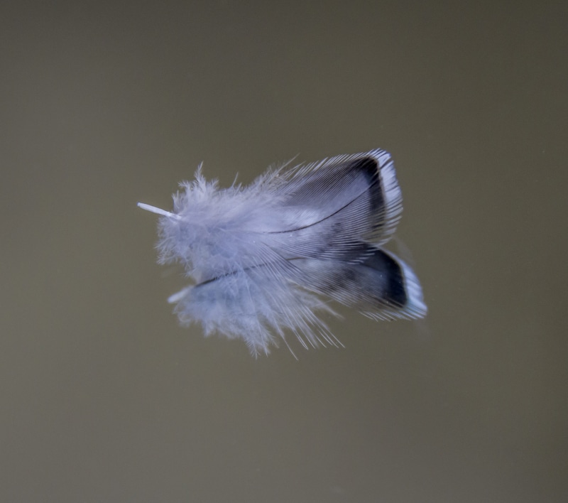 animal themes, animal, indoors, copy space, feather, white color, beauty in nature, plumage, nature, one animal, gray, bird, studio shot, blue, still life