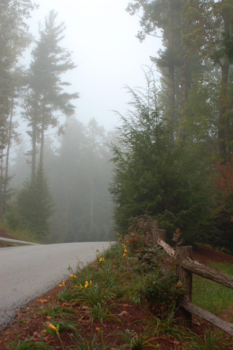 nature, land, tranquil scene, growth, non-urban scene, countryside, united states, cashiers, tranquility, beauty in nature, day, road, trees, autumn, tree