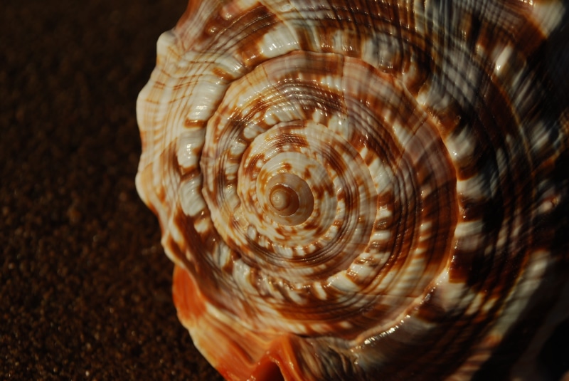 mathematical spiral, science, harmony, circle, selective focus, golden, animals in the wild, seashell, fractal, symbol, ratio, natural pattern, marine