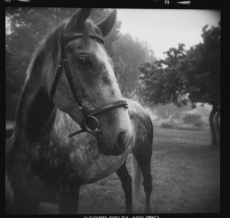 livestock, mystic, delta. analogue, phantom, holga, white, animal head, land, animal, dark, bushes, cloud, coal, water, fright, fantasy, bridge, black and white