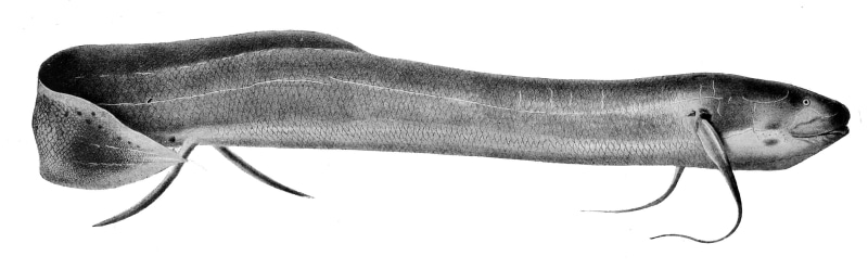 painted Image, pencil Drawing, panoramic, animal, lungfish, fish, one animal, healthcare and medicine, isolated On White, animal wildlife, Protopterus
