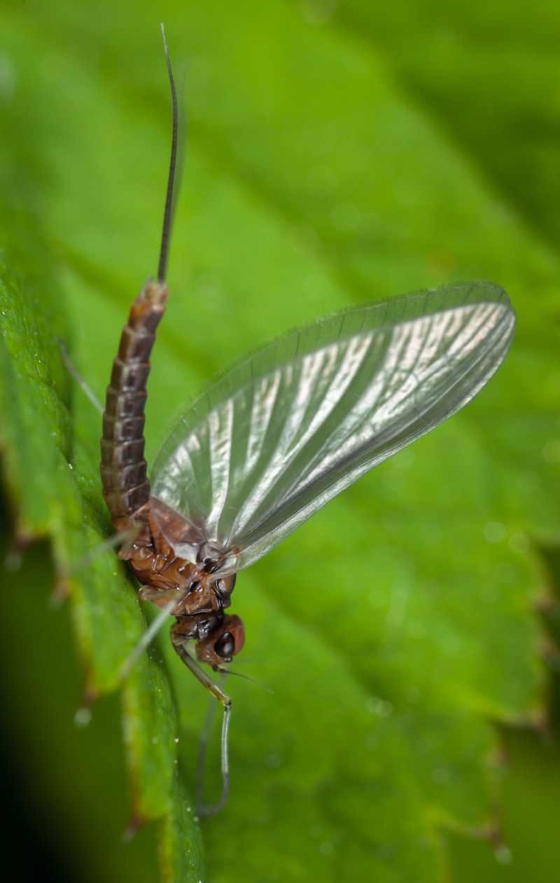 selective focus, animal themes, animals in the wild, day, butterfly, leaf, ephemera, plant part, nature, growth, no people, one animal, butterfly - insect
