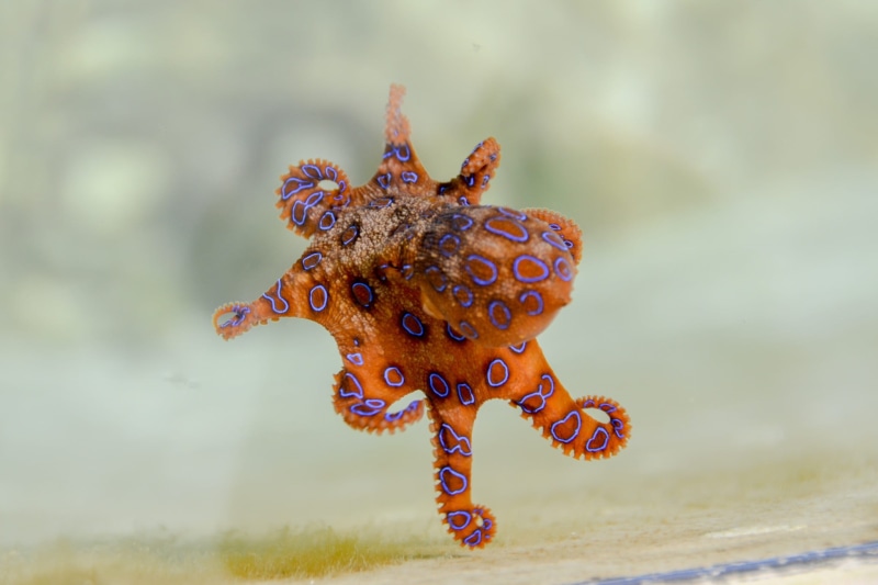 pattern, poisonous, nature, selective focus, close-up, art and craft, animal wildlife, orange, outdoors, day, tentacles, land, animal themes, water, representation