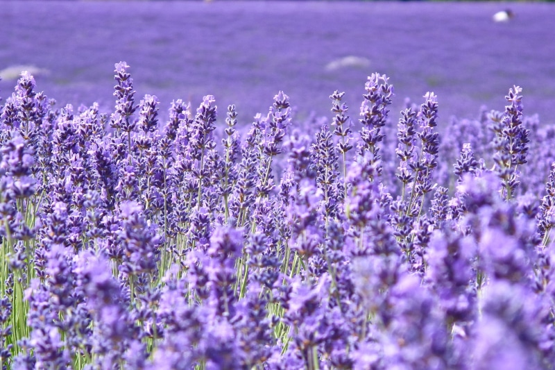 fragility, provence-Alpes-Cote dAzur, close-up, blue, petal, herb, backgrounds, perfume, agriculture, outdoors, full screen, summer, no People