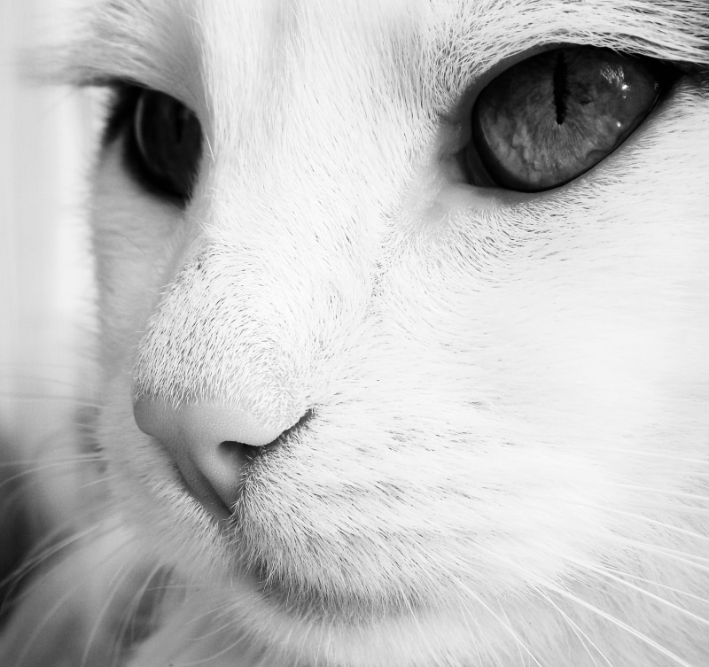 no people, snout, cat looking, vertebrate, animal themes, fluffy cat, animal head, close-up, whisker, animal nose, housecat, muzzle cat, 2K, eye, black and white